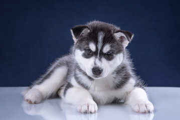 Cute husky puppy on a blue background.