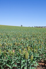Sorghum field - central NSW Australia. Sorghum in Australia is grown as feed for livestock.