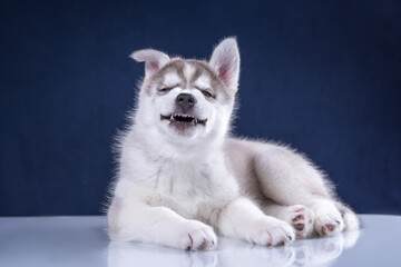 Fototapeta na wymiar Cute husky puppy on a blue background.