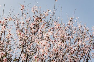 A field of blossoming almond trees. Cherry blossom.