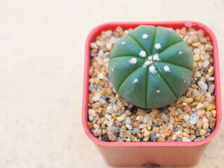 Little green cactus in small pots placed put on blurred cement background.