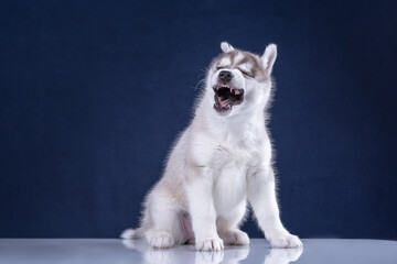 Cute husky puppy on a blue background.
