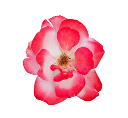 A red and white rose on a white background.