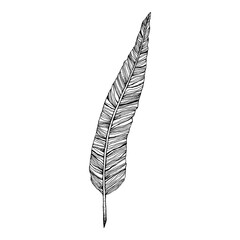 Bird feather. Black and white illustration on a white background