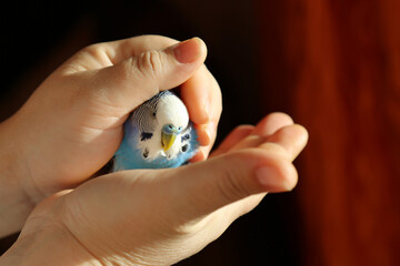 budgie basks in the sun in the palms of a person. Blue parrot in the arms of man