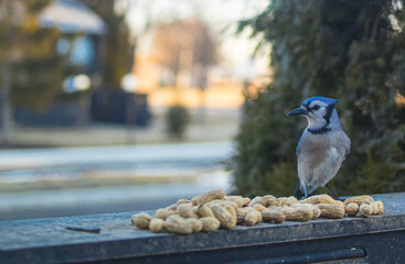 Bluejay eating peanuts during an early morning spring feeding in Southeast Michigan