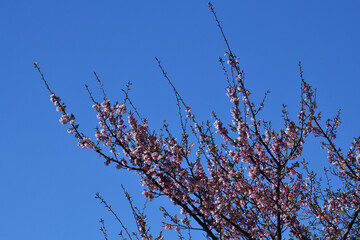 Obraz premium 紅寒桜