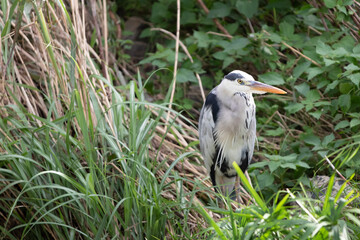 great blue heron
