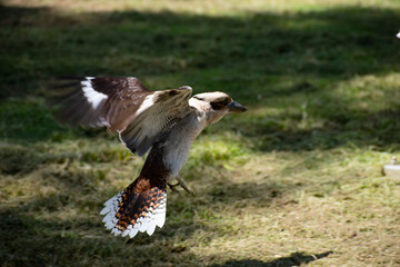 Kookaburra landing on Ground