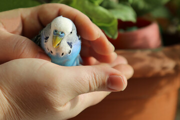 A budgie in the hands of a man. The owner put his hands around the blue parrot.