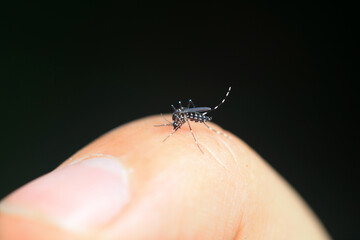 A mosquito sucks blood on human skin