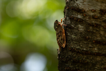 Japan Cicada 