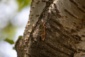 Cicada
