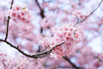 pink cherry blossoms, Tokyo, Japan, 2021