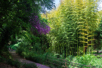 Obraz premium Phyllostachys viridi-glaucescens, of the family Poaceae in the Nikita Botanical Garden, Yalta, Crimea.