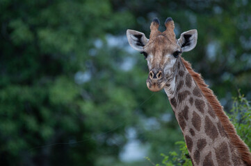 Fototapeta premium A female Giraffe seen on a safari in South Africa