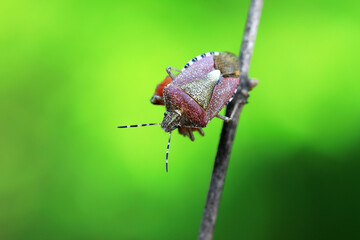 An adult stink bug foraging on plants, North China