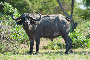 Cape Buffalo seen on a safari in South Africa