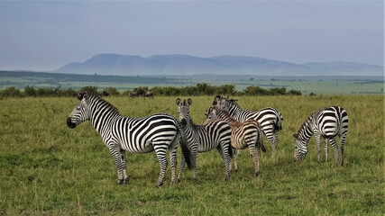 Fototapeta na wymiar A family of beautiful striped zebras stands on the green grass of the savannah. Wildebeests graze in the distance. Against the background of the sky, the outlines of the mountains. Kenya. Masai Mara