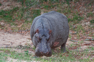 A Hippo seen out of water, secreting protective moisturizing fluid from pores on its skin, seen on...