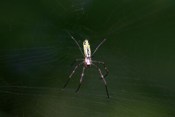 A spider is making a web in the wild, North China
