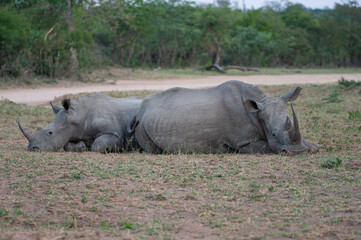 Obraz premium A female White Rhino cow and calf, seen on a safari in South Africa