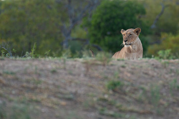 A Female Lion seen on a safari in South Africa