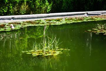 Waterlilies in the Nikita Botanical Garden, Yalta, Crimea.
