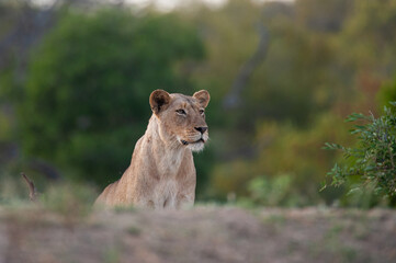 A Female Lion seen on a safari in South Africa