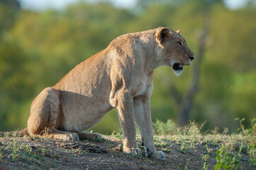 Naklejka na ściany i meble A Female Lion seen on a safari in South Africa