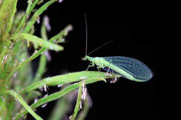 A Chrysopa lives on the grass in North China