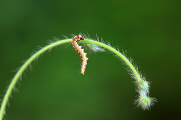 A Lepidoptera larva in nature, North China