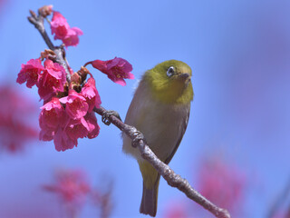 a yellow green bird and dark pink flowers in the blue sky