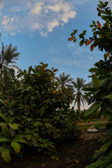 Date palm , tree of the palm family cultivated for its sweet edible fruits. The date palm has been...