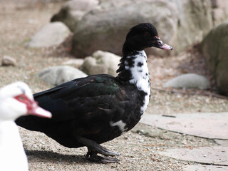 (Cairina moschata) Canard musqué ou canard muet au plumage noir foncé à irisation verte, cou et...