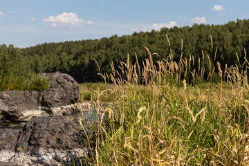 Group of yellow and green grass reeds by river is in summer