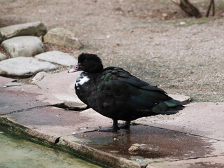 Cairina moschata | Canard musqué ou canard muet au plumage noir à irisation verte et poitrine...