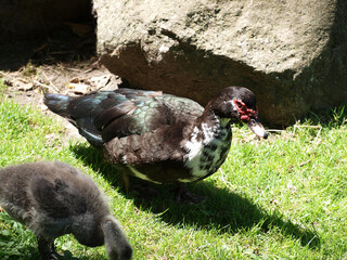 (Cairina moschata) Canards musqués ou canards muets au plumage noir foncé