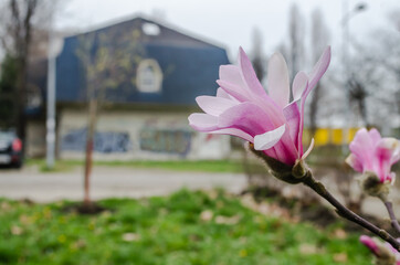 Fototapeta premium Flowers, woody, ornamental plants, Magnolia. 