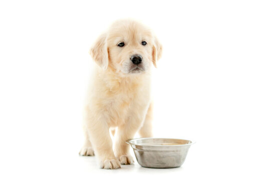 Golden retriever puppy sits near bowl