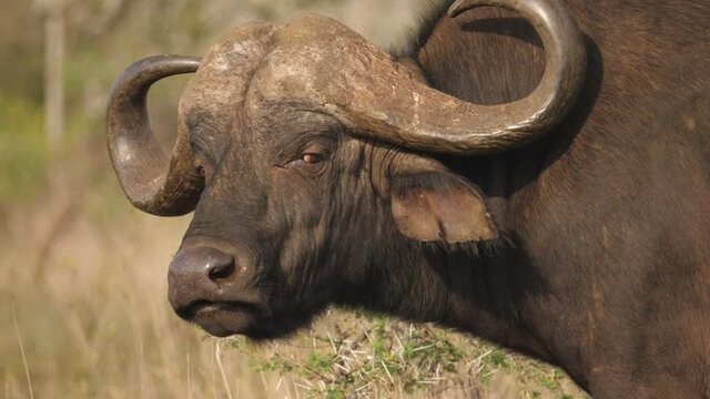 Wild African Buffalo bull Turns to Look at Camera and Licks Nose, Slowmo Closeup