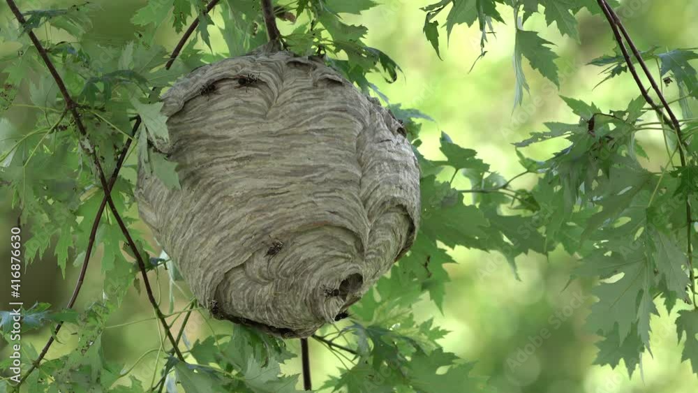 Poster a paper wasp nest hanging from a tree in the woods in the wilderness in the summertime.