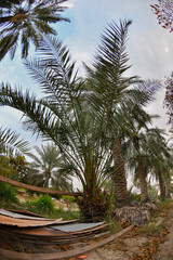 Date palm , tree of the palm family cultivated for its sweet edible fruits. The date palm has been prized from remotest antiquity , and photos were taken in the Kingdom of Saudi Arabia