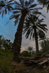 Fototapeta na wymiar Date palm , tree of the palm family cultivated for its sweet edible fruits. The date palm has been prized from remotest antiquity , and photos were taken in the Kingdom of Saudi Arabia