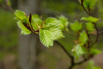 Nahaufnahme: Frische grüne Blätter (Buche) und Triebe am Zweig eines Baums im Wald im Frühling