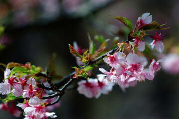 cherry blossom