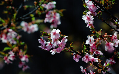 pink cherry blossom