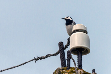 White Wagtail or Motacilla alba sitting on a pole