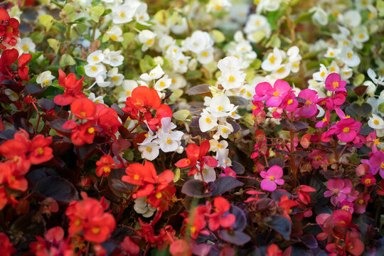 Close up of lush blooming of a lot of begonias with with red, pink and white flowers. Blooming begonia as background.