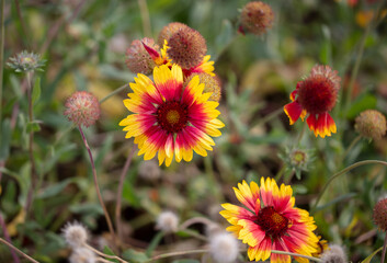 Orange flowers in nature as a background.